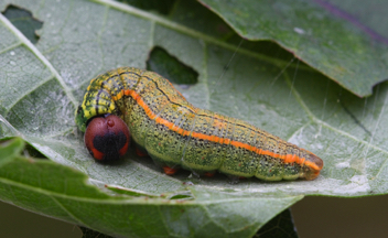 Long-tailed Skipper caterpillar